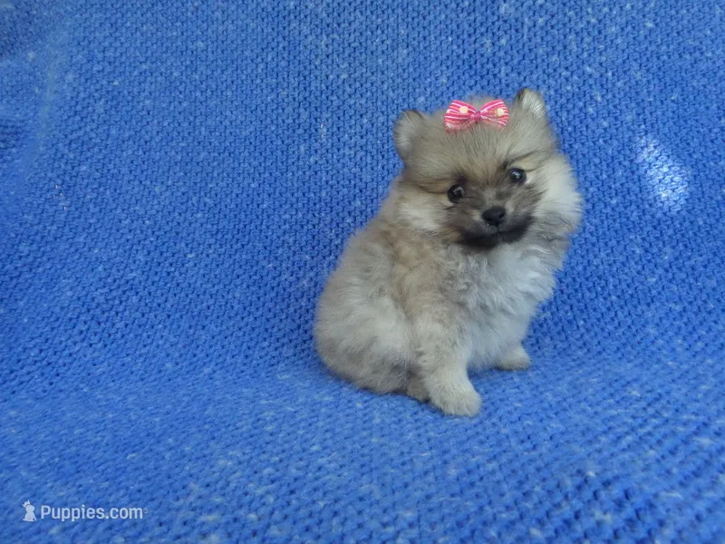 Zoey – Pomeranian puppy for sale in Whittier, CA