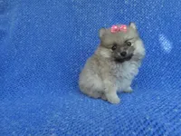 Zoey, a female Pomeranian for sale in Whittier, CA – 1 of 1