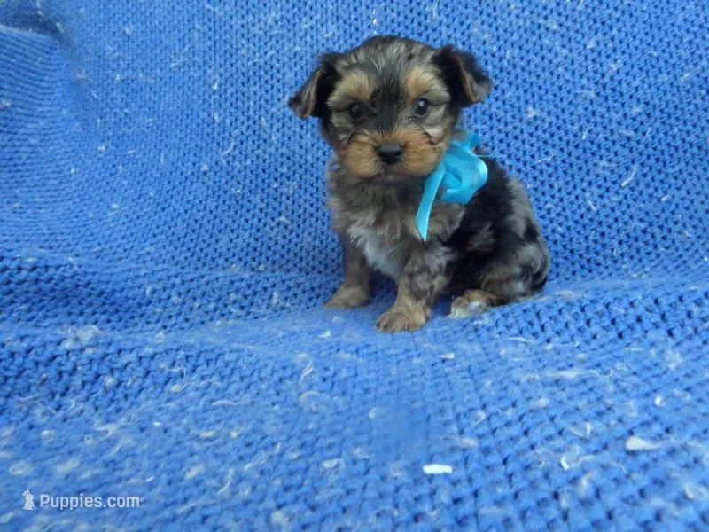 Asher 2nd – Yorkshire Terrier puppy for sale in Whittier, CA