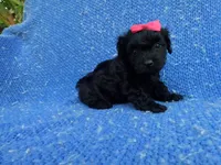 Gabby 2nd , a female Maltipoo for sale in Whittier, CA – 1 of 1