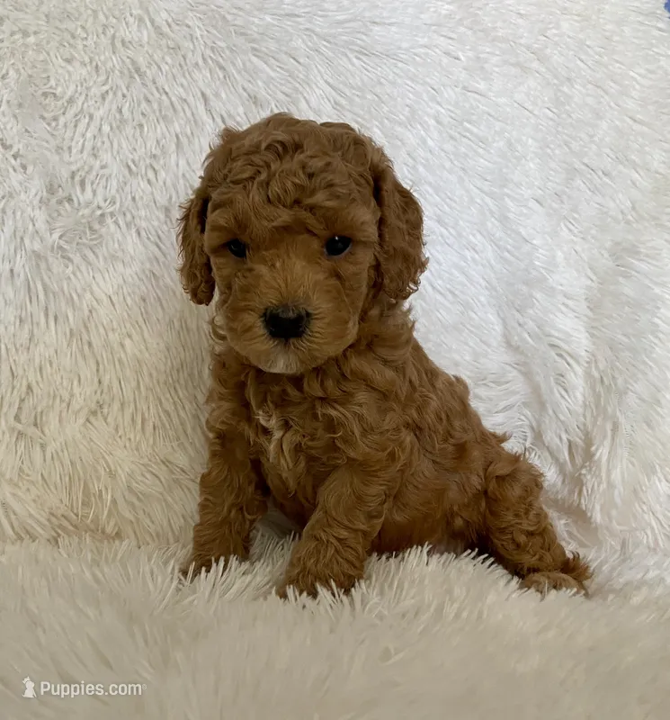 Taylor – Poodle - Toy  puppy for sale in Whittier, CA