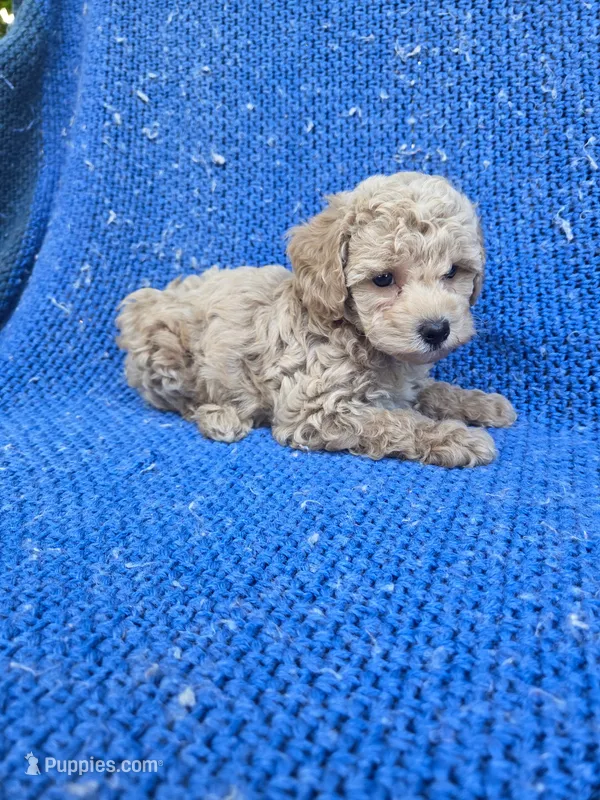 Vira 2nd – Poodle - Toy  puppy for sale in Whittier, CA
