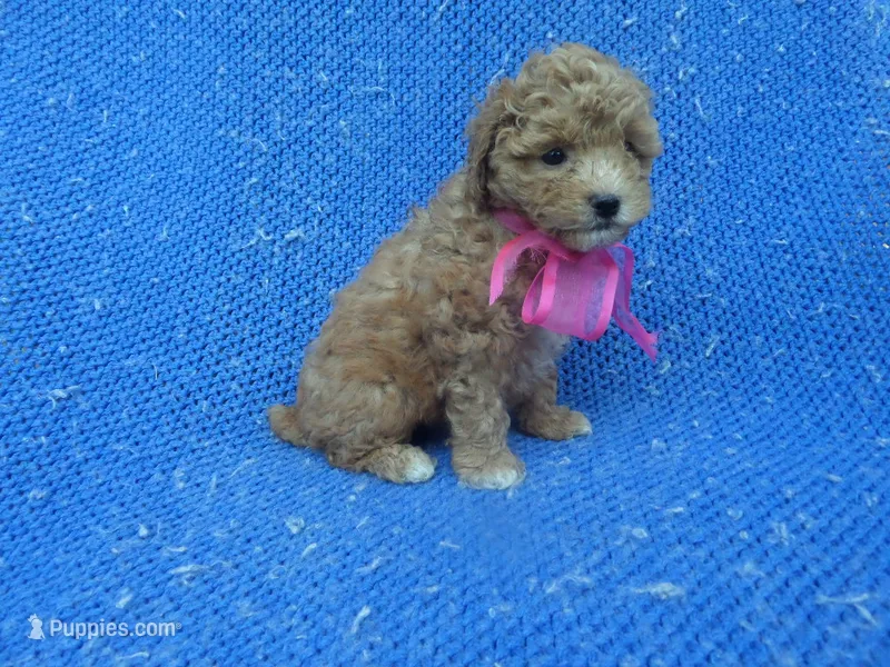 Izzy 2nd – Poodle - Toy  puppy for sale in Whittier, CA