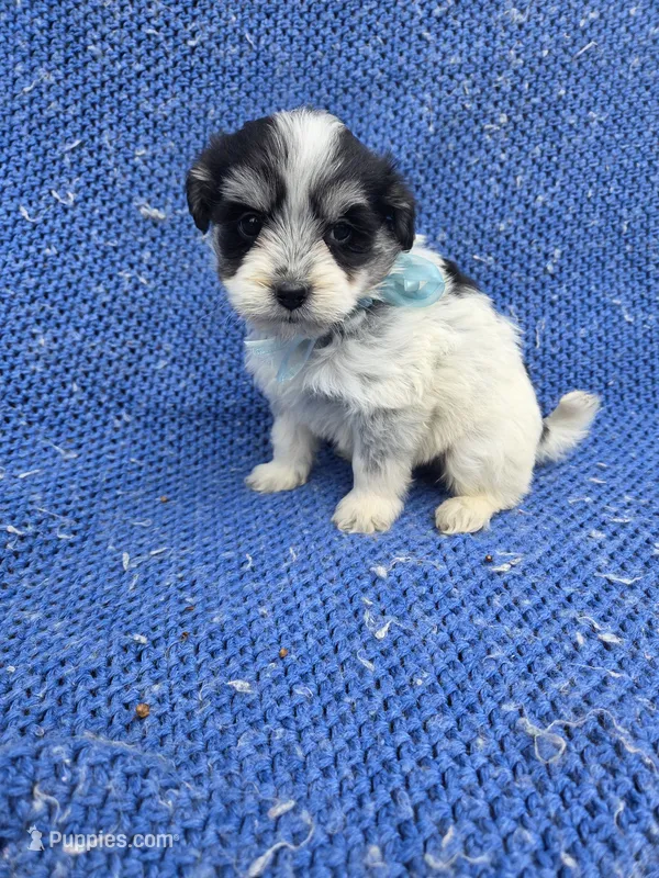 Timmy – Morkie puppy for sale in Whittier, CA