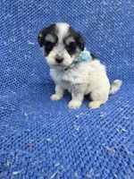 Timmy, a male Morkie for sale in Whittier, CA – 1 of 1