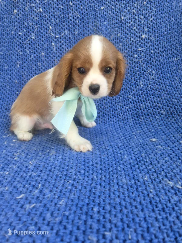 Sony 2nd – Cavalier King Charles Spaniel puppy for sale in Whittier, CA