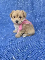 Diana 2nd, a female Morkie for sale in Whittier, CA – 1 of 1