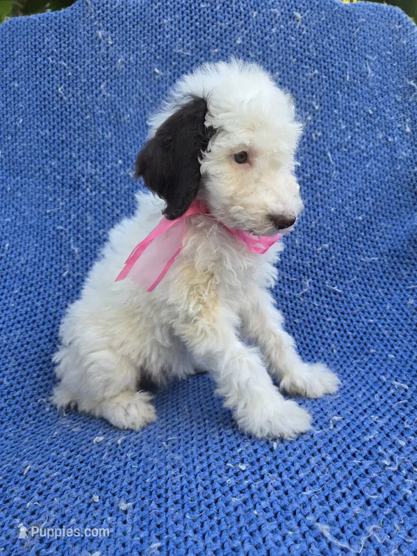 Emmy – Goldendoodle puppy for sale in Whittier, CA