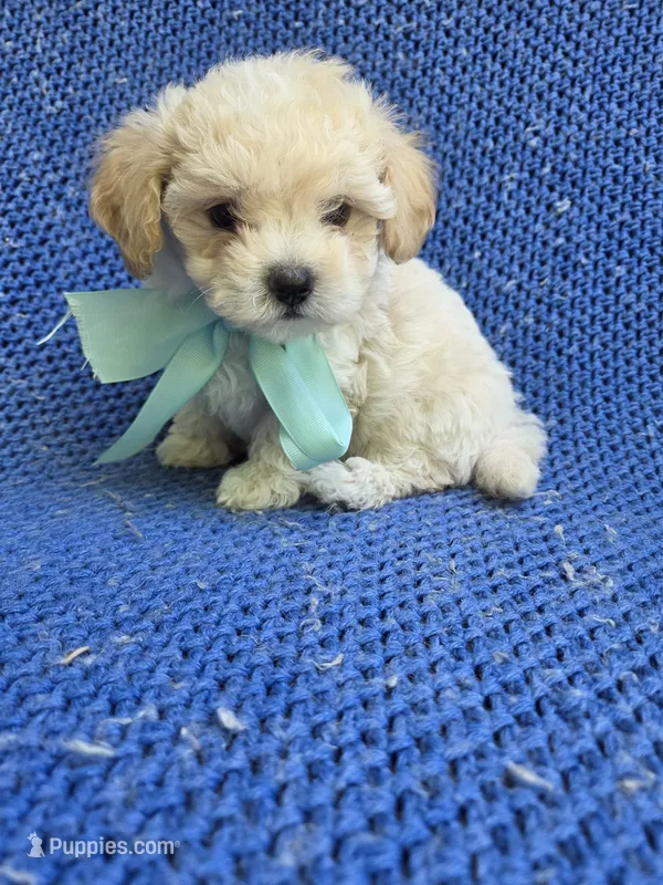 Holt 2nd – Maltipoo puppy for sale in Whittier, CA