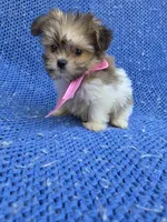Gina, a female Yorkipoo for sale in Whittier, CA – 1 of 1