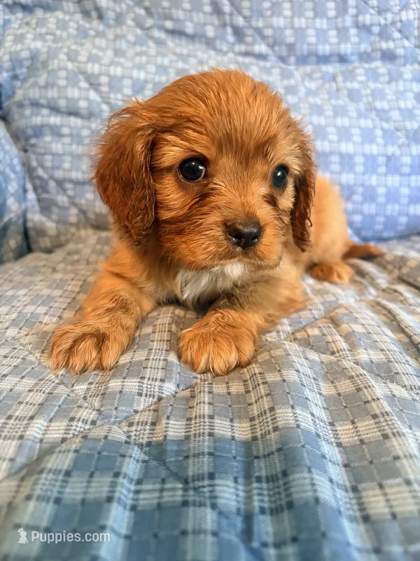 Faith – Cavalier King Charles Spaniel puppy for sale in Whittier, CA