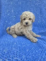 Felix 2nd, a male Maltipoo for sale in Whittier, CA – 1 of 1