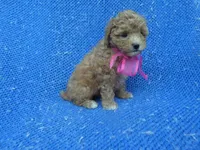 Izzy, a female Poodle - Toy  for sale in Whittier, CA – 1 of 1