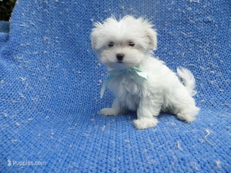Asher – Maltese puppy for sale in Whittier, CA