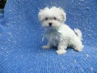 Asher, a male Maltese for sale in Whittier, CA – 1 of 1