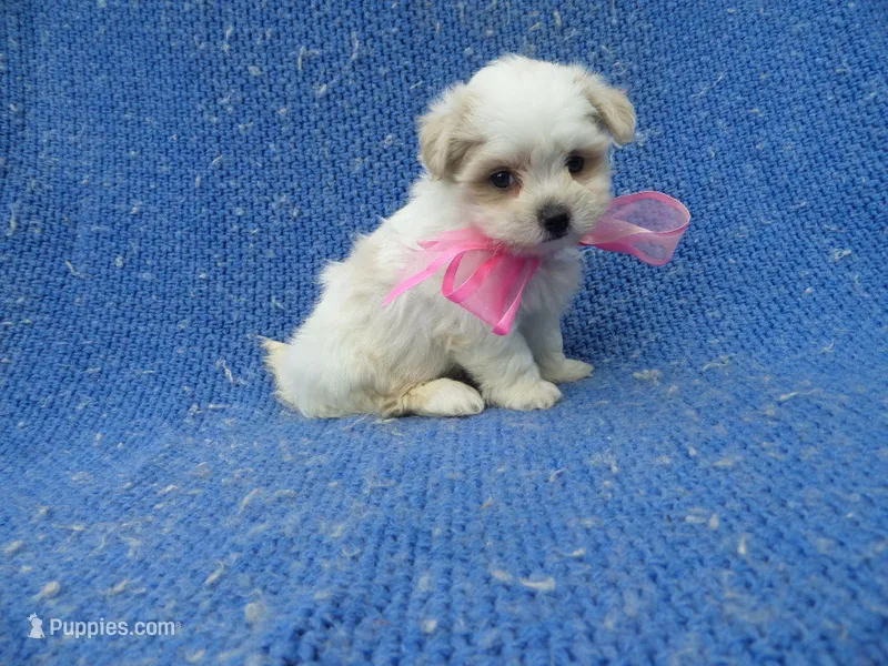 Lori – Mal Shi puppy for sale in Whittier, CA