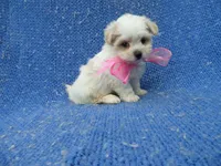 Lori, a female Mal Shi for sale in Whittier, CA – 1 of 1