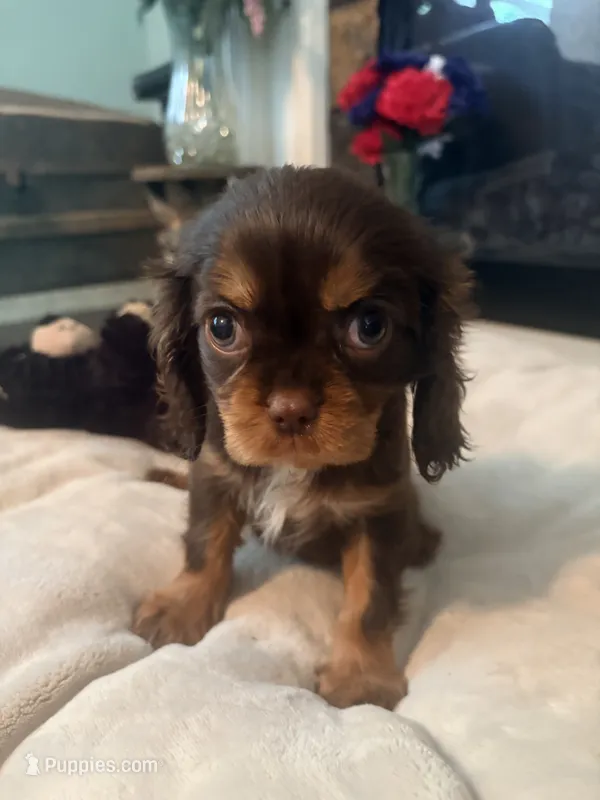 Layla 2nd – Cavalier King Charles Spaniel puppy for sale in Whittier, CA