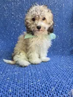Weslee 2nd , a male Morkie for sale in Whittier, CA – 1 of 1