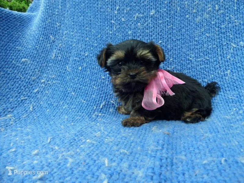 Vivi – Yorkshire Terrier puppy for sale in Whittier, CA