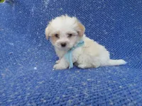 Benny, a male Mal Shi for sale in Whittier, CA – 1 of 1