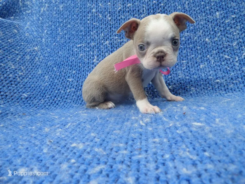 Beth – Boston Terrier puppy for sale in Whittier, CA