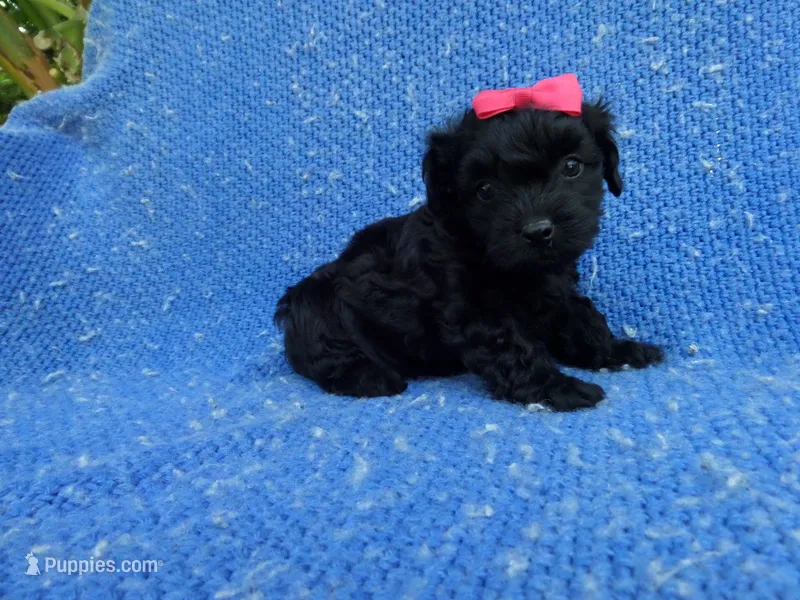 Gabby 2nd – Maltipoo puppy for sale in Whittier, CA