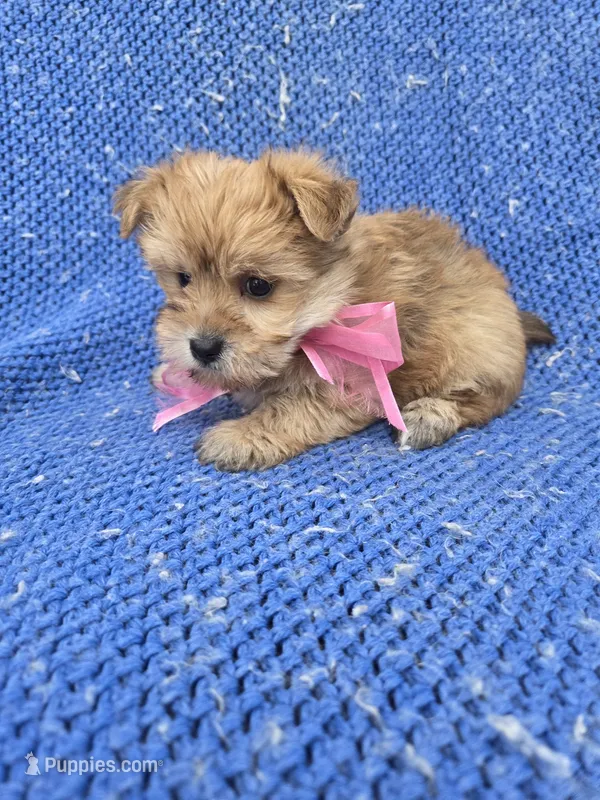 Peanut – Morkie puppy for sale in Whittier, CA