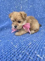 Peanut, a female Morkie for sale in Whittier, CA – 1 of 1