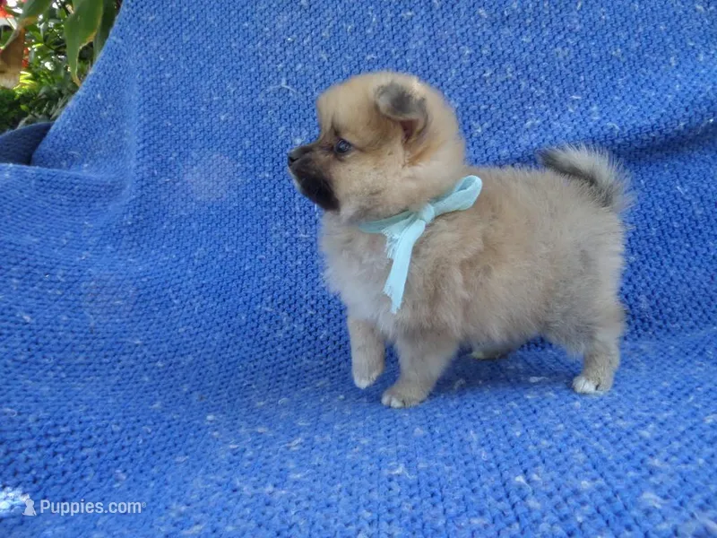 Vinny – Pomeranian puppy for sale in Whittier, CA