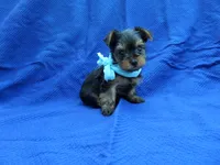 Jamie, a male Yorkshire Terrier for sale in Whittier, CA – 1 of 1