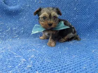 Ben 2nd, a male Yorkshire Terrier for sale in Whittier, CA – 1 of 1