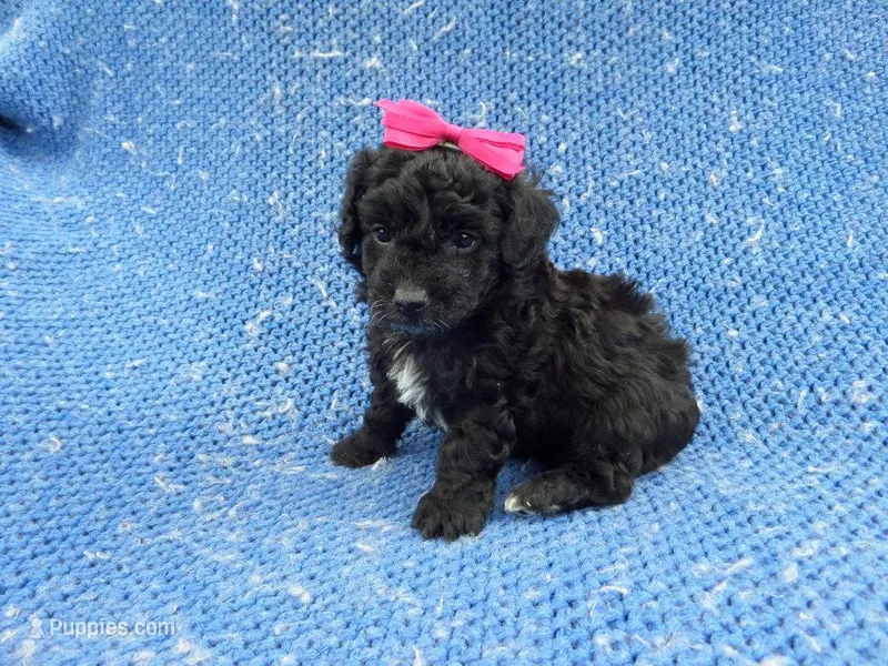 Beth – Morkie puppy for sale in Whittier, CA
