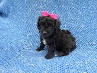 Beth, a female Morkie for sale in Whittier, CA – 1 of 1