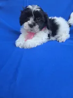 Lora, a female Maltipoo for sale in Whittier, CA – 1 of 1