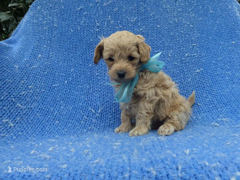 Holt – Maltipoo puppy for sale in Whittier, CA