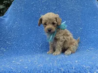 Holt, a male Maltipoo for sale in Whittier, CA – 1 of 1