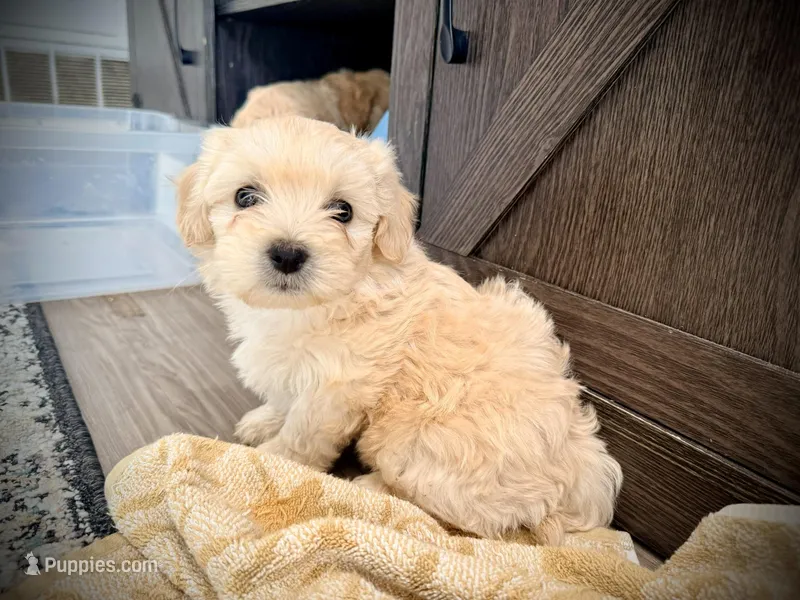 Nate 2nd, a male Maltipoo for sale in Whittier, CA – Photo 1 of 1