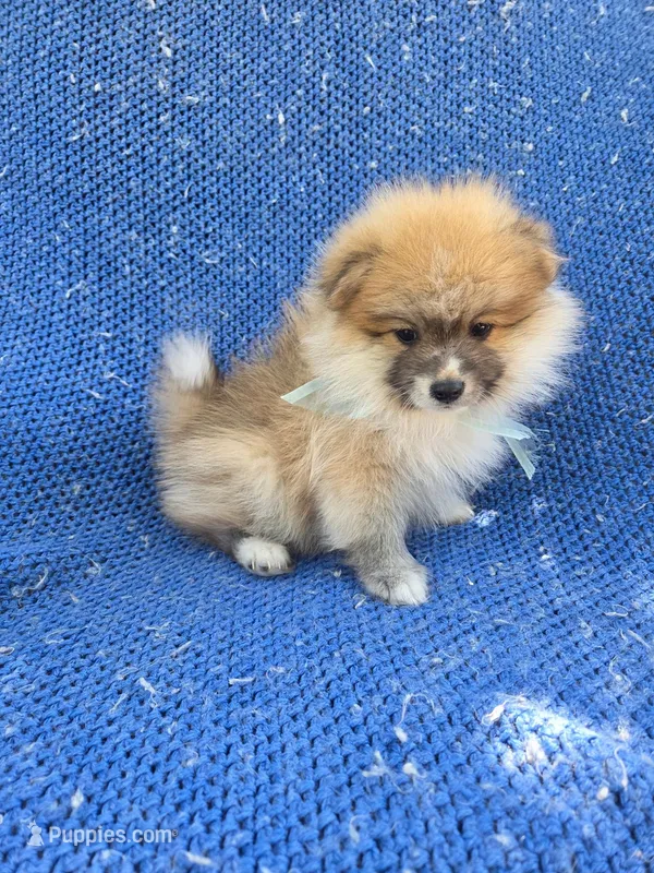 Lex – Pomeranian puppy for sale in Whittier, CA