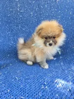 Lex, a male Pomeranian for sale in Whittier, CA – 1 of 1