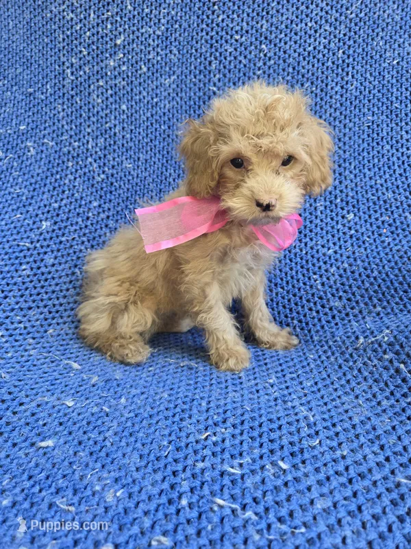 Venessa 2nd – Maltipoo puppy for sale in Whittier, CA