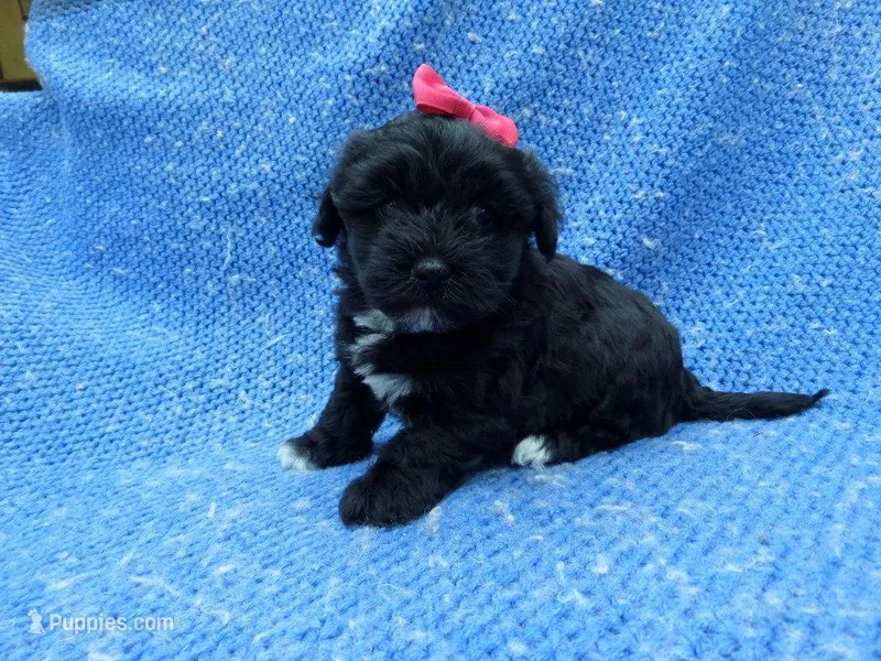 Winny – Mal Shi puppy for sale in Whittier, CA