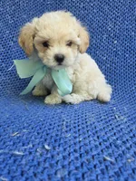 Holt, a male Maltipoo for sale in Whittier, CA – 1 of 1