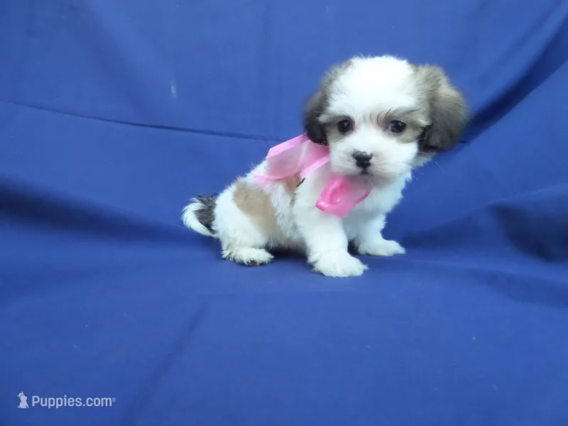 Vira – Maltipoo puppy for sale in Whittier, CA