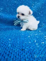 Remmy 2nd, a male Maltipoo for sale in Whittier, CA – 1 of 1