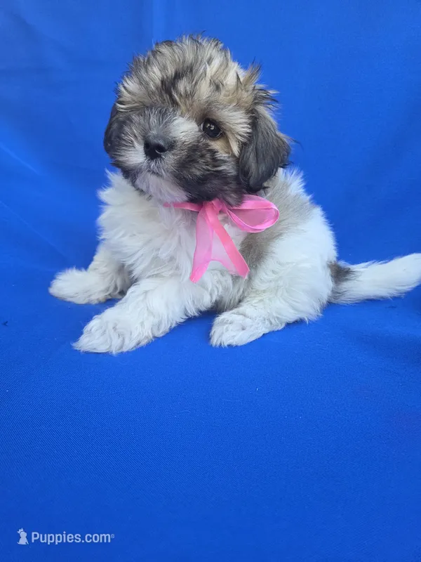 Bailey – Maltipoo puppy for sale in Whittier, CA
