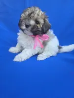 Bailey, a female Maltipoo for sale in Whittier, CA – 1 of 1