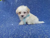 Raymon, a male Mal Shi for sale in Whittier, CA – 1 of 1