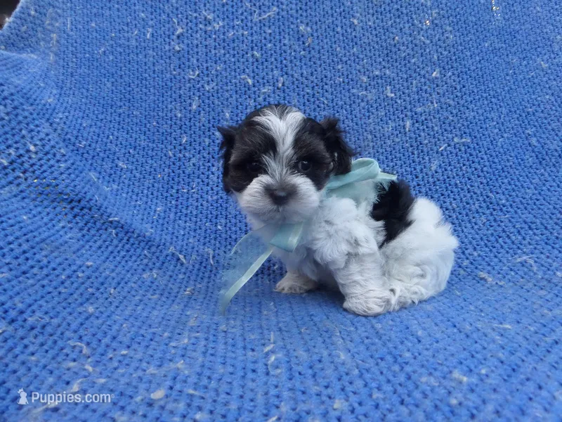 Oreo  – Maltipoo puppy for sale in Whittier, CA