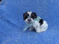 Oreo , a male Maltipoo for sale in Whittier, CA – 1 of 1